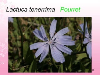 Hypericum balearicumSt. John's wort41