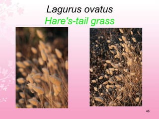 Juncus acutusSpiny rush42