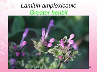 Juniperus oxycedrusPrickly Juniper43