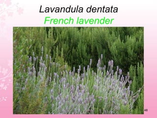 Juniperus phoeniceaPhoenicean juniper44