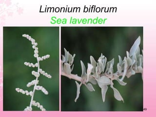 Lactuca tenerrima   Pourret45