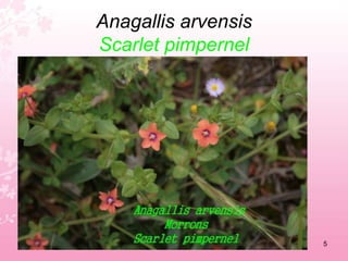 Centro Cultural e Desportivo de São José Funchal 	Madeira Portugal