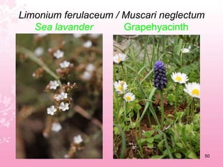 Lagurus ovatusHare's-tail grass46