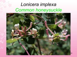 Lamiun amplexicauleGreater henbit47