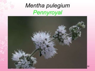 Lavandula dentataFrench lavender48