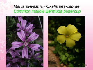 Limonium biflorumSea lavender49