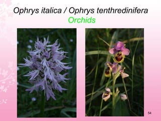 Limonium ferulaceum / Muscari neglectumSea lavander  		Grapehyacinth50