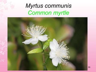 Lonicera implexaCommon honeysuckle51