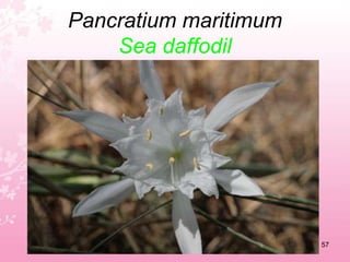 Malva sylvestris / Oxalis pes-capraeCommon mallow Bermuda buttercup53