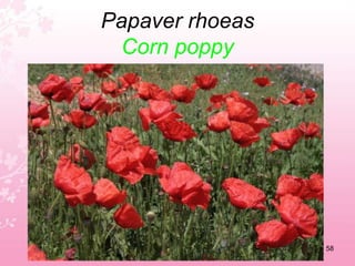 Ophrys italica / Ophrys tenthrediniferaOrchids54