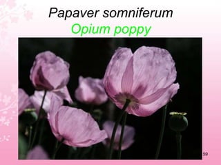 Myrtus communisCommon myrtle55