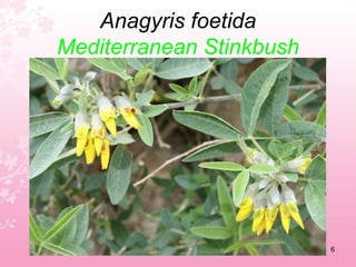 Fondation Krüger  Mosset France