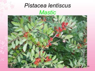 Pallenis spinosaSpiny starwort56