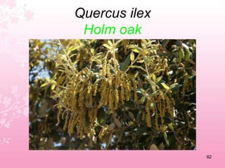 Papaver rhoeasCorn poppy58