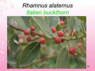 Papaver somniferumOpium poppy59