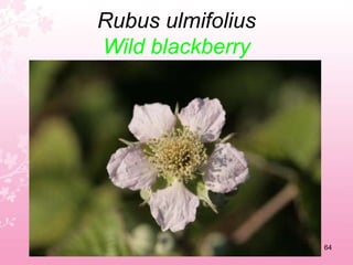 Pistacea lentiscusMastic60