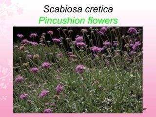 Rhamnus alaternusItalian buckthorn63