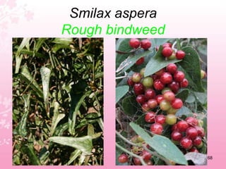 Rubus ulmifoliusWild blackberry64