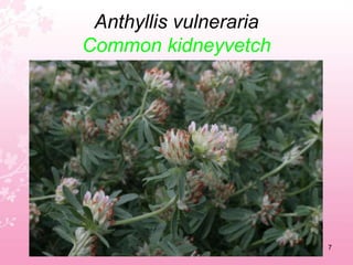     Associazioni Cristiane Lavoratori Italiani  Campi 	Flegrei  	(Acli ) monte di Procida  ItaliaAgave americanaCentury plant3