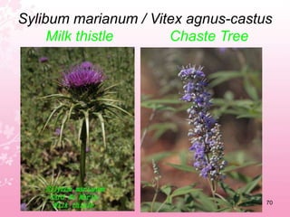 Santolina chamaecyparissusCotton Lavender66