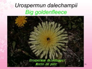 Scabiosa creticaPincushion flowers67