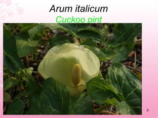 Allium ampeloprasumWild leek4