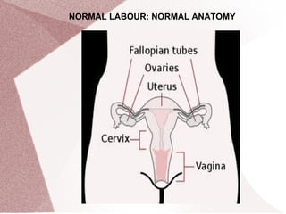 NORMAL LABOUR: NORMAL ANATOMY
 