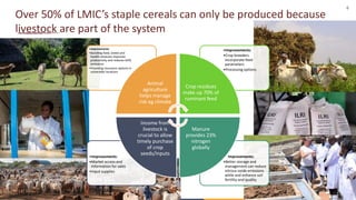 6
Over 50% of LMIC’s staple cereals can only be produced because
livestock are part of the system
• Improvements:
•Better storage and
management can reduce
nitrous oxide emissions
while and enhance soil
fertility and quality
•Improvements:
•Market access and
information for sales
•Input supplies
•Improvements:
•Crop breeders
incorporate feed
parameters
•Processing options
•Improvements:
• Bundling feed, breed and
health solutions improves
productivity and reduces GHG
emissions
• Providing insurance options in
vulnerable locations
Animal
agriculture
helps manage
risk eg climate
Crop residues
make up 70% of
ruminant feed
Manure
provides 23%
nitrogen
globally
Income from
livestock is
crucial to allow
timely purchase
of crop
seeds/inputs
 