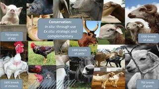 Livestock biodiversity for sustainable, resilient food systems