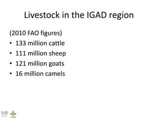 Livestock in the horn of Africa: An opportunity in waiting 