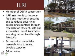 Livestock in the horn of Africa: An opportunity in waiting 