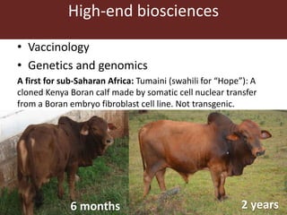 Livestock in the horn of Africa: An opportunity in waiting 