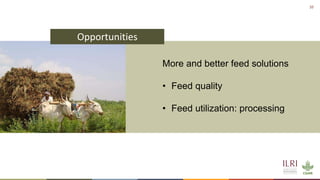 Winning solutions for climate-smart dairy animal nutrition in India