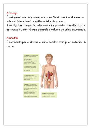 A vexiga
É o órgano onde se almacena a urina.Canda a urina alcanza un
volume determinado expúlsase fóra do corpo.
A vexiga ten forma de bolsa e as súas paredes son elásticas e
estíranse ou contráense segundo o volume de urina acumulada.
A uretra
É o conduto por onde sae a urina desde a vexiga ao exterior do
corpo.
 
