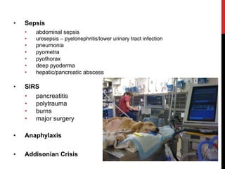• Sepsis
• abdominal sepsis
• urosepsis – pyelonephritis/lower urinary tract infection
• pneumonia
• pyometra
• pyothorax
• deep pyoderma
• hepatic/pancreatic abscess
• SIRS
• pancreatitis
• polytrauma
• burns
• major surgery
• Anaphylaxis
• Addisonian Crisis
 