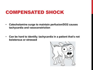 COMPENSATED SHOCK
• Catecholamine surge to maintain perfusion/DO2 causes
tachycardia and vasoconstriction
• Can be hard to identify; tachycardia in a patient that’s not
boisterous or stressed
 