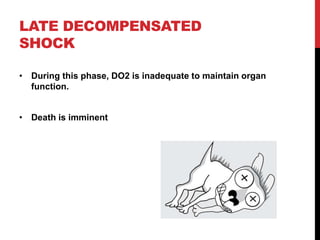 LATE DECOMPENSATED
SHOCK
• During this phase, DO2 is inadequate to maintain organ
function.
• Death is imminent
 