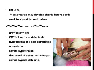 • HR >200
• ** bradycardia may develop shortly before death.
• weak to absent femoral pulses
• grey/patchy MM
• CRT > 2 sec or undetectable
• hypothermia and cold extremities
• obtundation
• severe hypotension
• decreased  absent urine output
• severe hyperlactataemia
 
