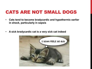 CATS ARE NOT SMALL DOGS
• Cats tend to become bradycardic and hypothermic earlier
in shock, particularly in sepsis
• A sick bradycardic cat is a very sick cat indeed
 