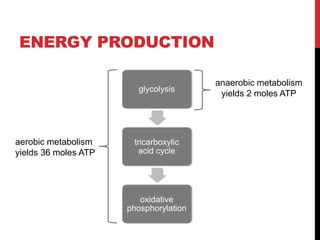 ENERGY PRODUCTION
glycolysis
tricarboxylic
acid cycle
oxidative
phosphorylation
anaerobic metabolism
yields 2 moles ATP
aerobic metabolism
yields 36 moles ATP
 
