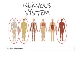 GROUP MEMBERS:
NERVOUS
SYSTEM
 