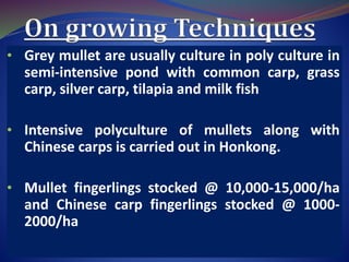 Grey mullet culture | PPTX