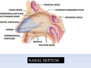 Septale Respiratory anatomy with anaesthetic implications and applied radiology ...
