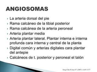  La arteria dorsal del pie
 Rama calcáneo de la tibial posterior
 Rama calcánea de la arteria peroneal
 Arteria plantar media
 Arteria plantar lateral. Plantar interna e interna
profunda cara interna y central de la planta
 Digital común y arterias digitales cara plantar
del antepie
 Calcáneos de t. posterior y peroneal el talón
 