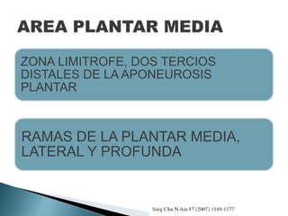 ZONA LIMITROFE, DOS TERCIOS
DISTALES DE LA APONEUROSIS
PLANTAR
RAMAS DE LA PLANTAR MEDIA,
LATERAL Y PROFUNDA
 