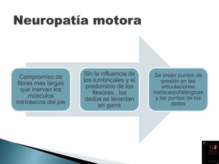 Compromiso de
fibras mas largas
que inervan los
músculos
intrínsecos del pie
Sin la influencia de
los lumbricales y el
predominio de los
flexores , los
dedos se levantan
en garra
Se crean puntos de
presión en las
articulaciones
metacarpofalángicas
y las puntas de los
dedos
 