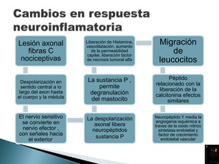 Lesión axonal
fibras C
nociceptivas
Despolarización en
sentido central a lo
largo del axon hasta
el cuerpo y la médula
El nervio sensitivo
se convierte en
nervio efector ,
con señales hacia
el exterior.
La despolarización
axonal libera
neuropéptidos
sustancia P
La sustancia P ,
permite
degranulación
del mastocito
Liberación de Histamina,
vasodilatación, aumento
de la permeabilidad
capilar, liberación factor
de necrosis tumoral alfa
Migración
de
leucocitos
Péptido
relacionado con la
liberación de la
calcitonina efectos
similares
Neuropéptido Y media la
angiogenia isquémica a
traves de la oxido nítrico
sintetasa endotelial y
factor de crecimiento
endotelial vascular
 