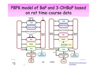 PBPK model of BaP and 3-OHBaP based
on rat time-course data

Heredia-Ortiz and Bouchard
(submitted)

 