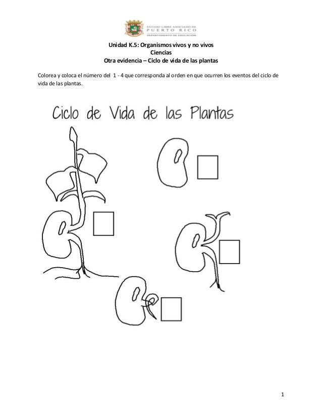ruleta del ciclo de vida