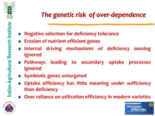 IndianAgriculturalResearchInstitute
The genetic risk of over-dependence
Negative selection for deficiency tolerance
Erosion of nutrient efficient genes
Internal driving mechanisms of deficiency sensing
ignored
Pathways leading to secondary uptake processes
ignored
Symbiotic genes untargeted
Uptake efficiency has little meaning under sufficiency
than deficiency
Over reliance on utilization efficiency in modern varieties
 